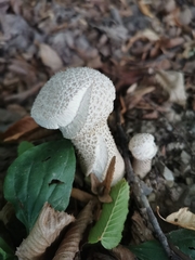 Lycoperdon excipuliforme