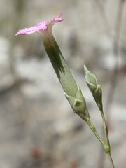 Dianthus tarentinus