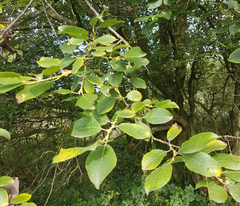 Salix caprea