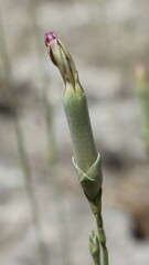 Dianthus tarentinus