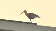 Theristicus caudatus