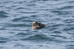 Somateria mollissima