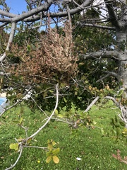 Cystotheca lanestris