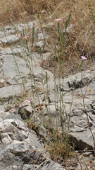 Dianthus tarentinus