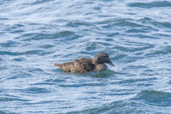 Somateria mollissima