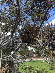 Cystotheca lanestris