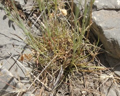 Dianthus tarentinus