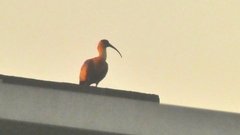 Theristicus caudatus