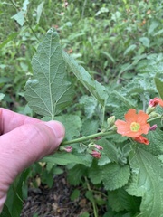 Sphaeralcea fendleri