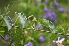 Gonolobus grandiflorus