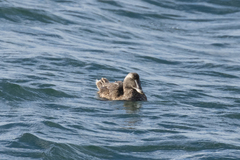 Somateria mollissima