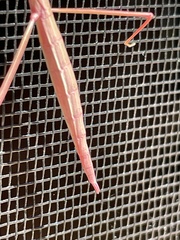 Parabacillus hesperus