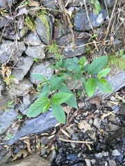 Maesa perlaria formosana