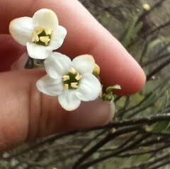 Montinia caryophyllacea