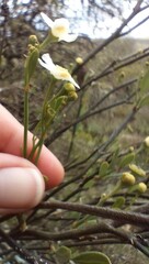 Montinia caryophyllacea