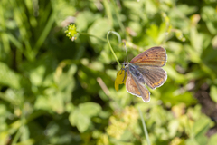 Lycaena hippothoe