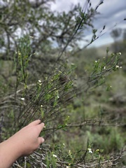 Montinia caryophyllacea