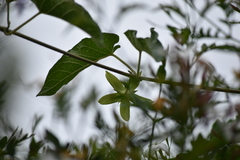 Gonolobus grandiflorus