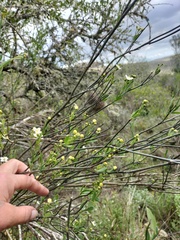 Montinia caryophyllacea
