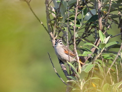 Emberiza capensis capensis