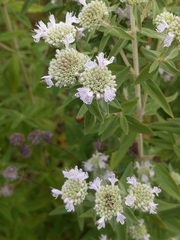 Pycnanthemum verticillatum