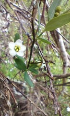 Montinia caryophyllacea