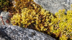 Aulacomnium palustre