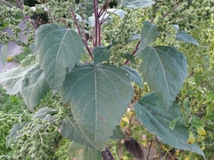 Cyclachaena xanthiifolia