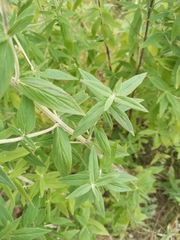 Pycnanthemum verticillatum