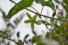 Gonolobus grandiflorus