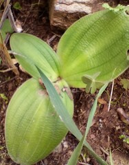 Massonia