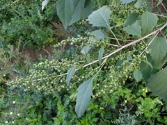 Cyclachaena xanthiifolia