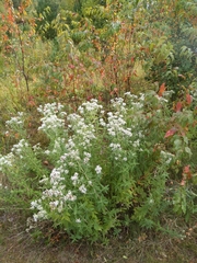 Pycnanthemum verticillatum