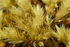 Aulacomnium palustre