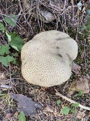 Caloboletus conifericola