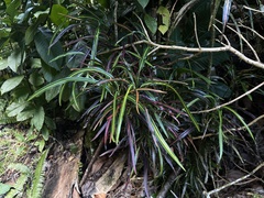 Codiaeum variegatum