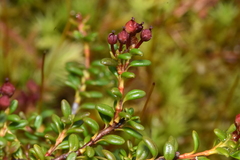 Kalmia procumbens
