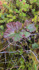 Rubus chamaemorus
