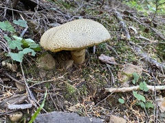 Caloboletus conifericola