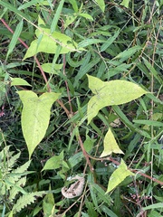 Persicaria arifolia