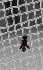 Insecta