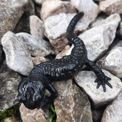 Salamandra atra