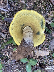 Caloboletus conifericola