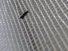 Insecta