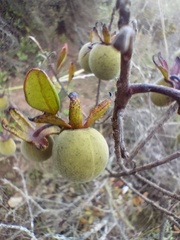 Diospyros