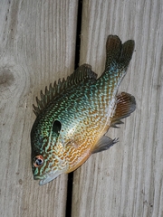 Lepomis megalotis
