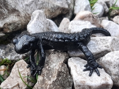 Salamandra atra