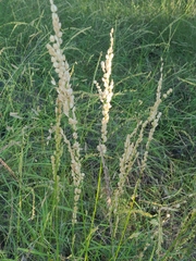 Eragrostis superba
