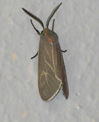 Pygarctia pterygostigma