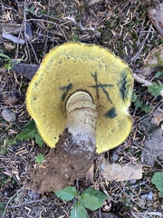 Caloboletus conifericola